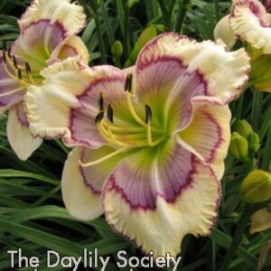 Almira_Buffalo_Bone_Jackson Almira Buffalo Bone Jackson