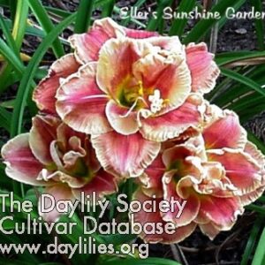 Amanda’s_Little_Red_Shoes Amanda's Little Red Shoes