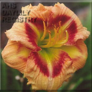 Amazing_Morris_Kirby Amazing Morris Kirby