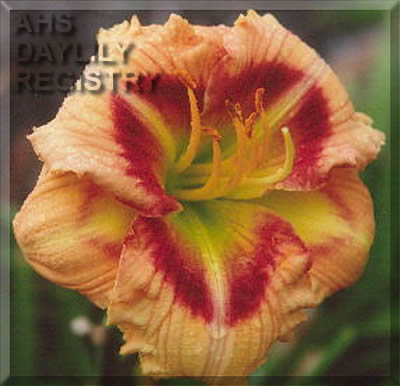 AmazingMorrisKirby - McLeod Gardens