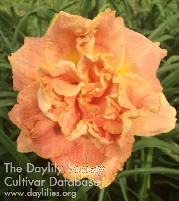 ApricotFantasy1544494979 - McLeod Gardens