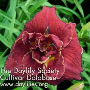 all_branched_out All Branched Out