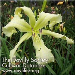 arctictern - McLeod Gardens