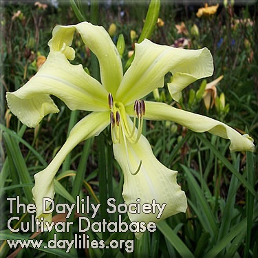 arctictern - McLeod Gardens