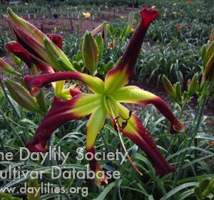 artilleryfire - McLeod Gardens