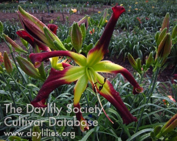 artilleryfire - McLeod Gardens