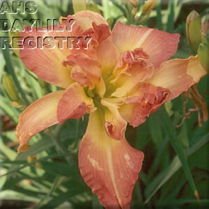 Airy Delight