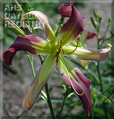 AzureWings - McLeod Gardens