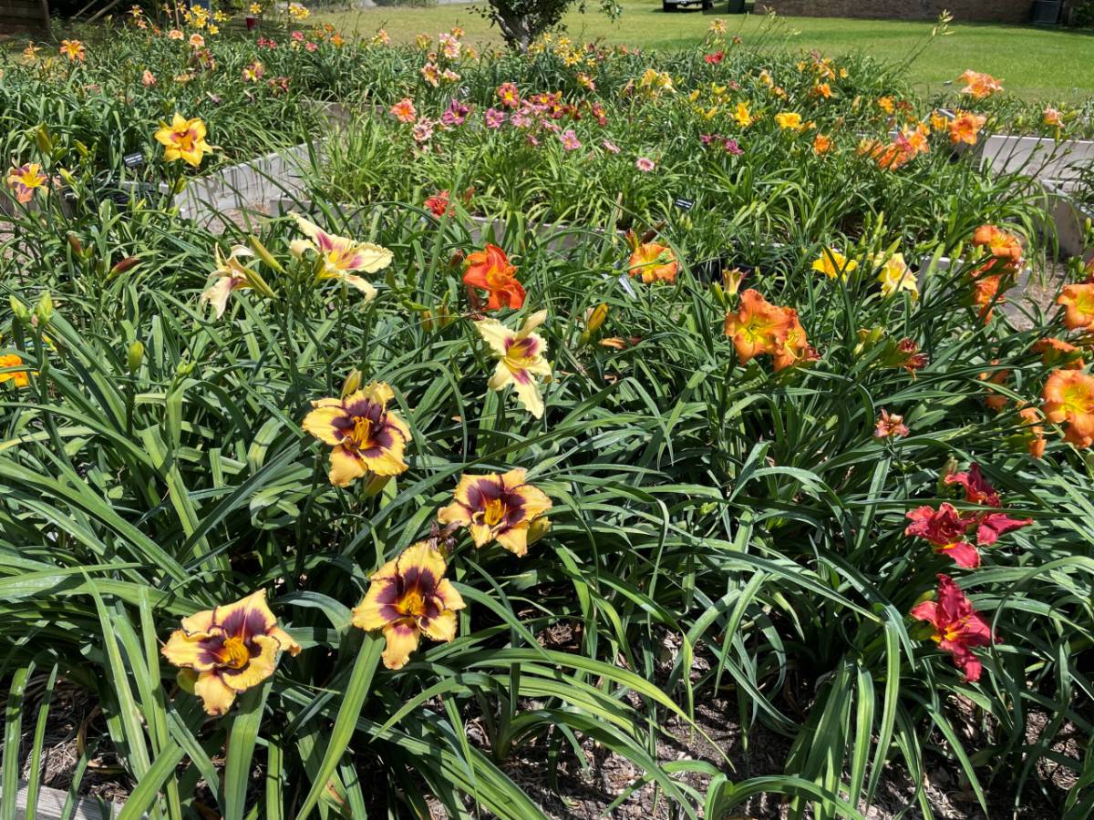 a flower bed of daylilies of different colors